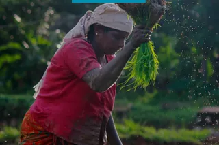 Gender-Forward Practises in Agri-Business: Sex-Disaggregated Data (Case Study 1)