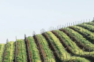 Gender Inclusion for Climate-Smart Agribusinesses