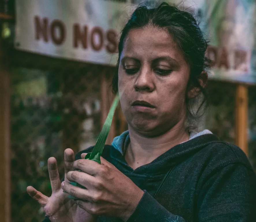 Gender Inclusion within Agriculture-Based SGBs in Mexico